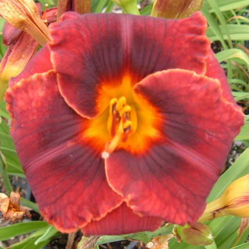 Mahogany Magic
