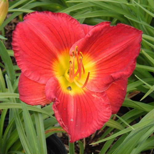 Scarlet Orbit