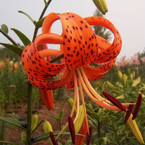 Splendens