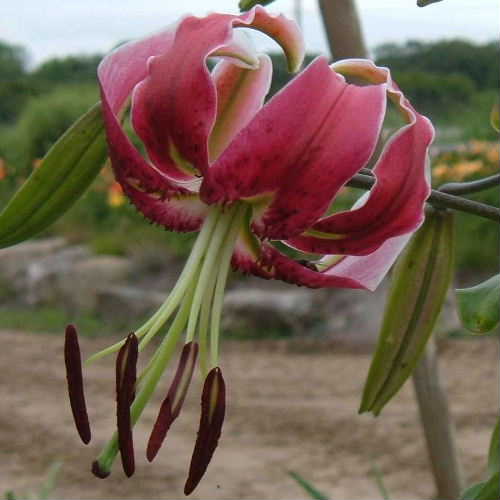 Lily Bulbs